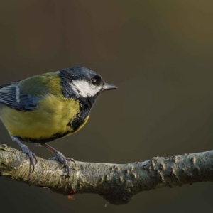 Redwell   27 1 2017   D3s (167 Of 369).jpg